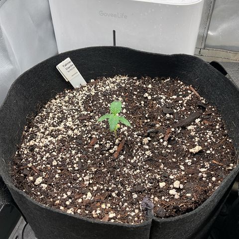 Dante’s Inferno x Tahoe OG growlog timeline photo