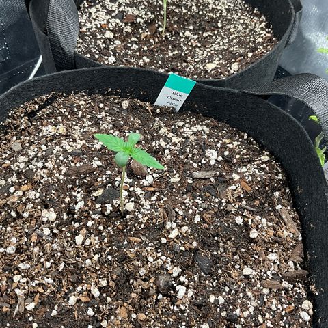 Blue Dream Auto growlog photo: Moved blue Dream to veg tent