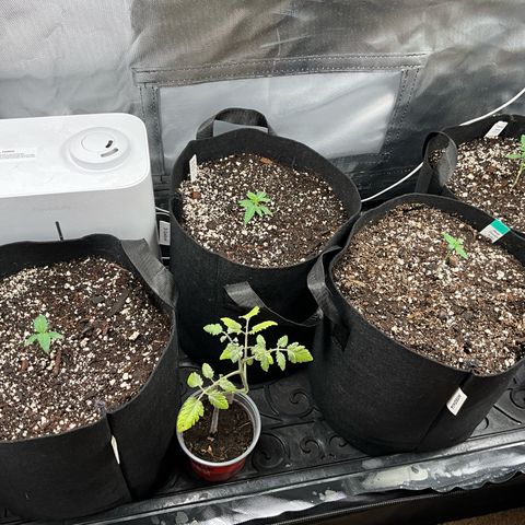Blue Dream Auto growlog photo: Moved blue Dream to veg tent