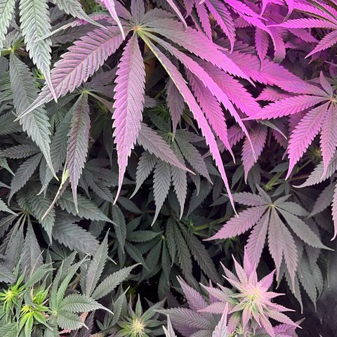OG Kush x1 Thrist Trap x2 growlog photo: Slight over on nitrogen flushed with clean water