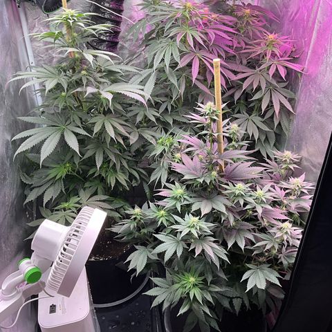 OG Kush x1 Thrist Trap x2 growlog timeline photo