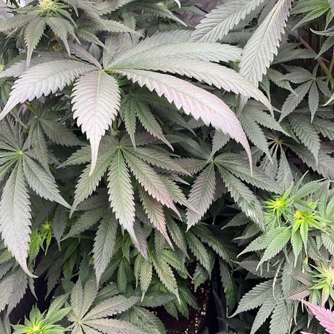 OG Kush x1 Thrist Trap x2 growlog photo: Slight over on nitrogen flushed with clean water