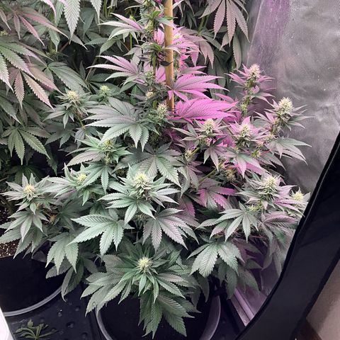 OG Kush x1 Thrist Trap x2 growlog photo: Kanga roots and tiger bloom. OG kush really starting to produce nice buds
