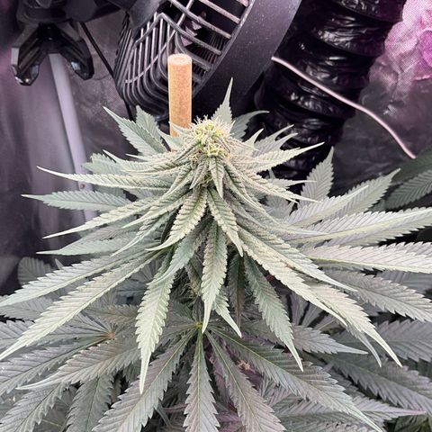 OG Kush x1 Thrist Trap x2 growlog photo: Kanga roots and tiger bloom. OG kush really starting to produce nice buds