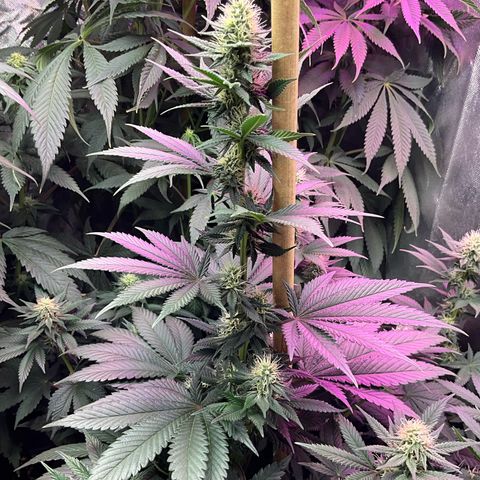OG Kush x1 Thrist Trap x2 growlog photo: Kanga roots and tiger bloom. OG kush really starting to produce nice buds