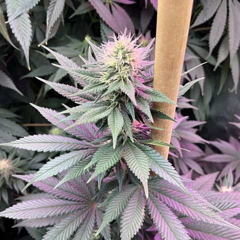 OG Kush x1 Thrist Trap x2 growlog photo: Kanga roots and tiger bloom. OG kush really starting to produce nice buds