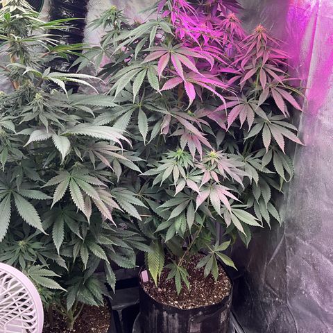 OG Kush x1 Thrist Trap x2 growlog timeline photo