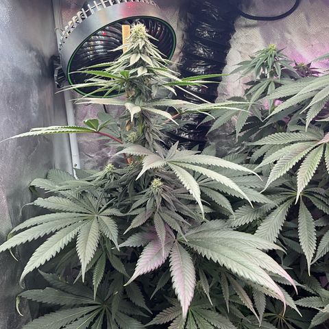 OG Kush x1 Thrist Trap x2 growlog timeline photo