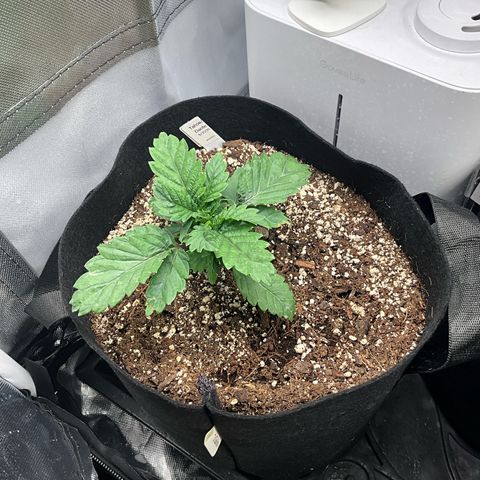 Dante’s Inferno x Tahoe OG growlog timeline photo