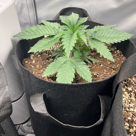 Dante’s Inferno x Tahoe OG growlog timeline photo
