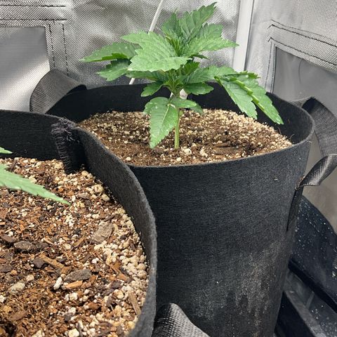 Dante’s Inferno x Tahoe OG growlog timeline photo