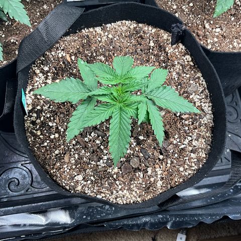 Blue Dream Auto growlog timeline photo