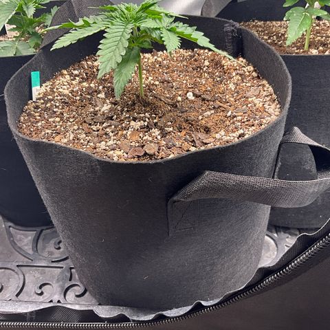 Blue Dream Auto growlog timeline photo