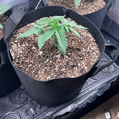 Blue Dream Auto growlog timeline photo