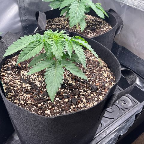 Blue Dream Auto growlog timeline photo