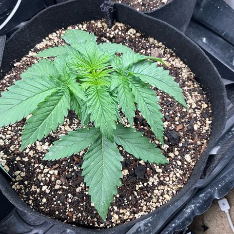 Blue Dream Auto growlog timeline photo