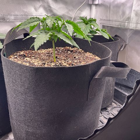 Blue Dream Auto growlog timeline photo