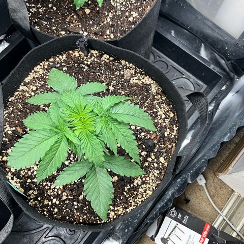 Blue Dream Auto growlog timeline photo