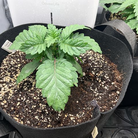 Dante’s Inferno x Tahoe OG growlog timeline photo