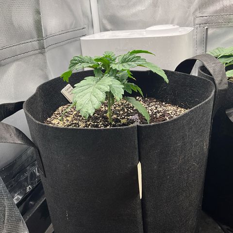 Dante’s Inferno x Tahoe OG growlog timeline photo