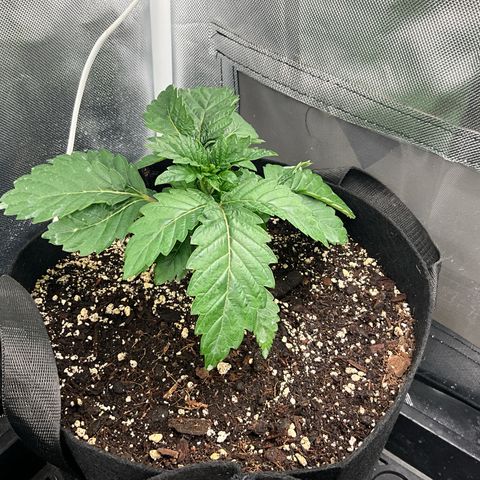 Dante’s Inferno x Tahoe OG growlog timeline photo