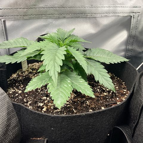 Dante’s Inferno x Tahoe OG growlog timeline photo