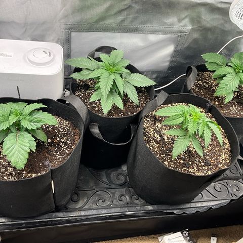 Dante’s Inferno x Tahoe OG growlog timeline photo