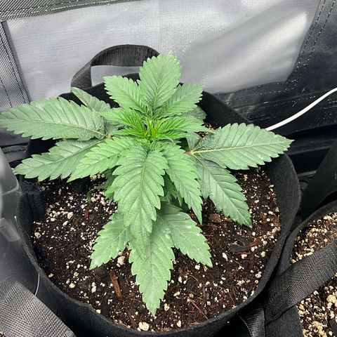 Dante’s Inferno x Tahoe OG growlog timeline photo