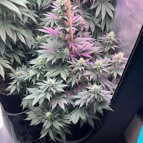 OG Kush x1 Thrist Trap x2 growlog timeline photo