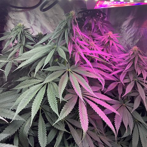 OG Kush x1 Thrist Trap x2 growlog timeline photo