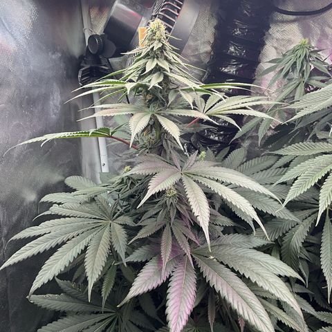 OG Kush x1 Thrist Trap x2 growlog timeline photo