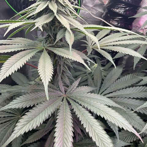 OG Kush x1 Thrist Trap x2 growlog timeline photo