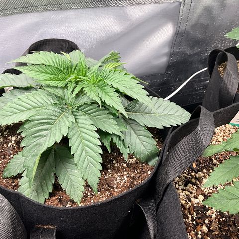Dante’s Inferno x Tahoe OG growlog timeline photo
