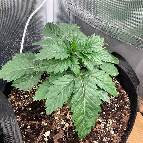 Dante’s Inferno x Tahoe OG growlog timeline photo