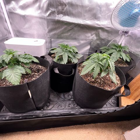 Dante’s Inferno x Tahoe OG growlog timeline photo