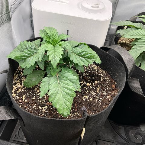 Dante’s Inferno x Tahoe OG growlog timeline photo