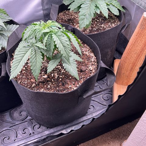 Blue Dream Auto growlog timeline photo