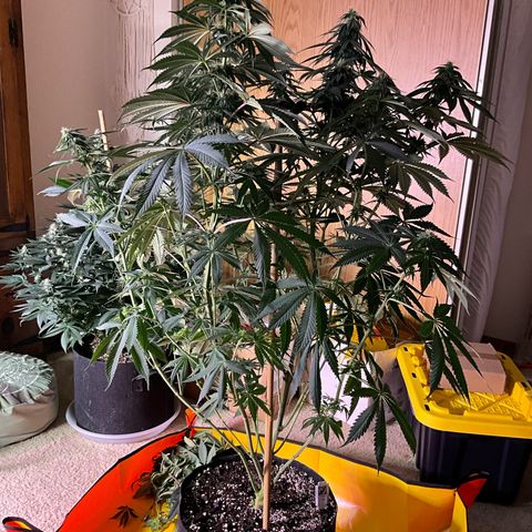OG Kush x1 Thrist Trap x2 growlog timeline photo