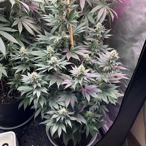 OG Kush x1 Thrist Trap x2 growlog timeline photo