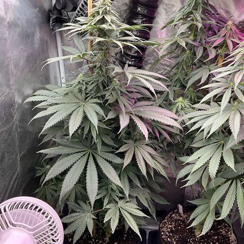 OG Kush x1 Thrist Trap x2 growlog timeline photo