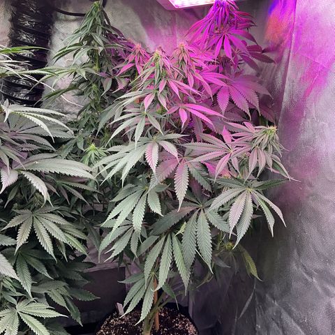 OG Kush x1 Thrist Trap x2 growlog timeline photo