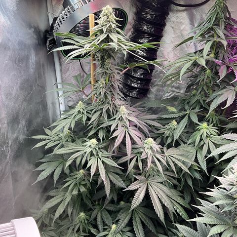 OG Kush x1 Thrist Trap x2 growlog timeline photo