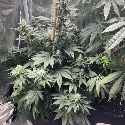 OG Kush x1 Thrist Trap x2 growlog timeline photo