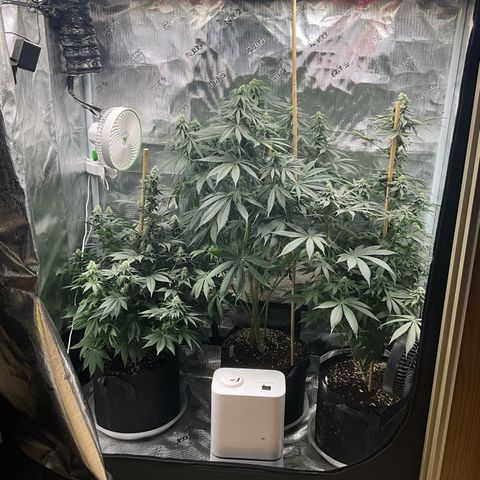 OG Kush x1 Thrist Trap x2 growlog timeline photo