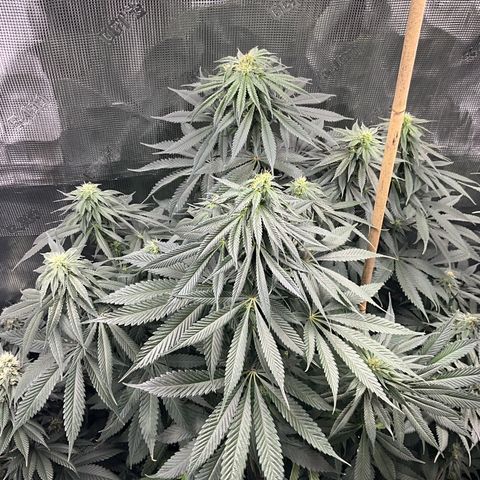 OG Kush x1 Thrist Trap x2 growlog timeline photo