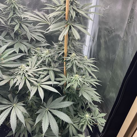 OG Kush x1 Thrist Trap x2 growlog timeline photo