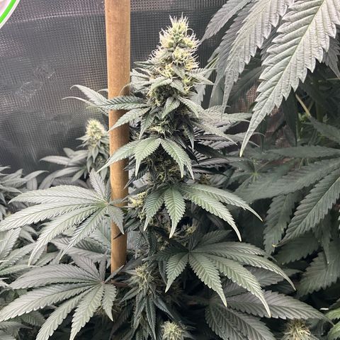 OG Kush x1 Thrist Trap x2 growlog timeline photo