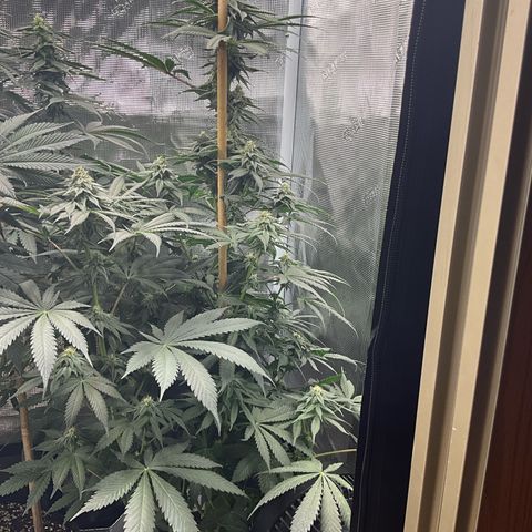 OG Kush x1 Thrist Trap x2 growlog timeline photo