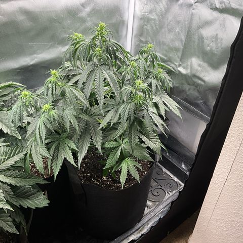 Blue Dream Auto growlog timeline photo