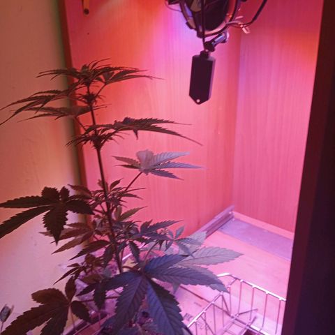 Maxi gom growlog timeline photo